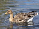 Bean Goose (WWT Slimbridge October 2017) - pic by Nigel Key